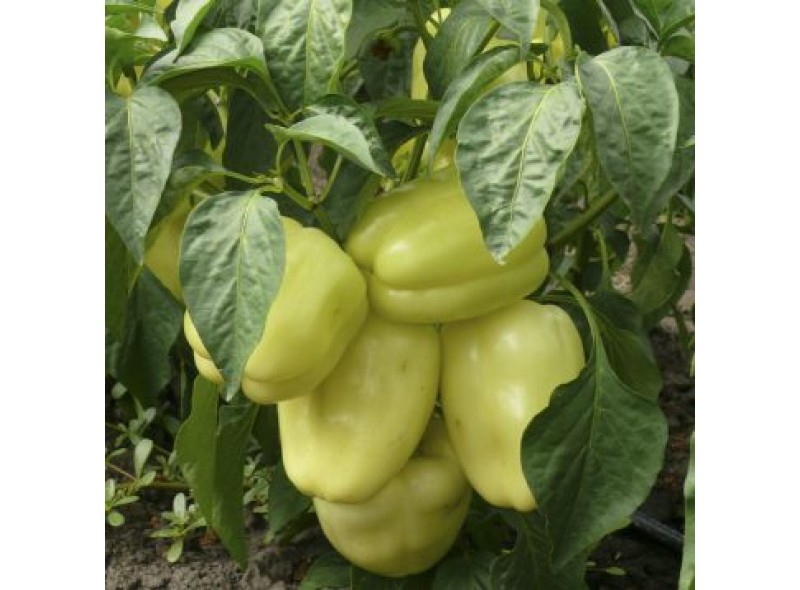 Семена перца сладкого Диамант F1 (ультраранний) кубичный (500 нас.) Lark Seeds